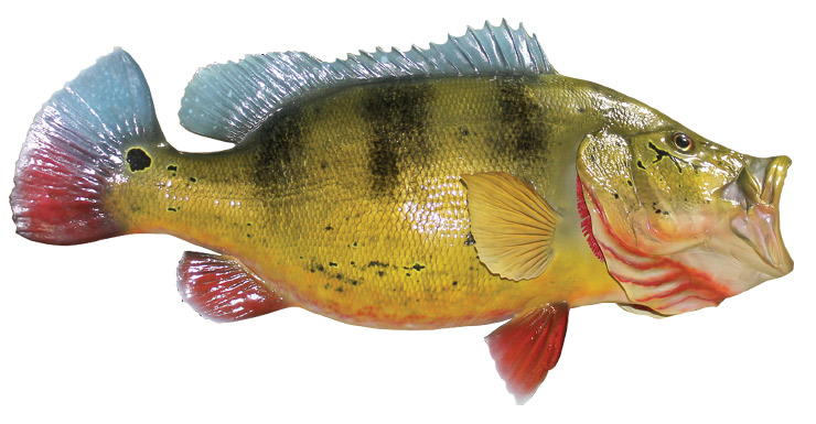 Peacock Bass release mount Peacock Bass fishmount