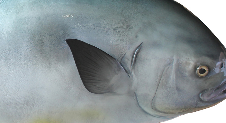 Permit fish trophy close up Permit fishmount close up