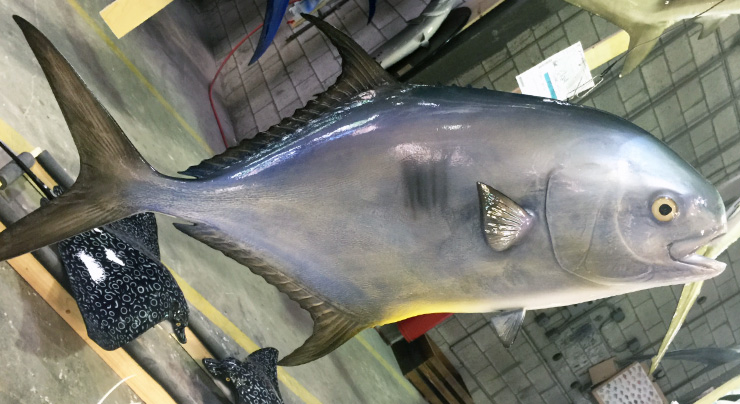 Permit fish trophy alternative Permit fish trophy alternative