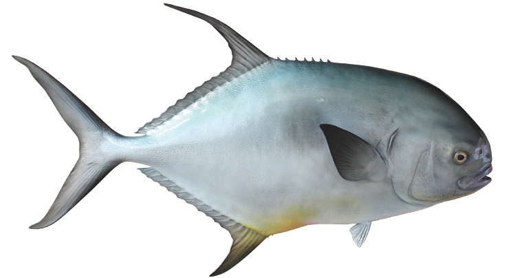 Click to zoom Permit Fishmount