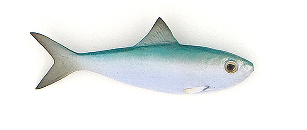 Click to zoom Pilchard Baitfish mount
