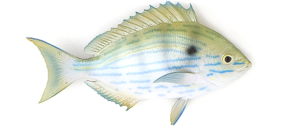 Click to zoom Pinfish Baitfish mount