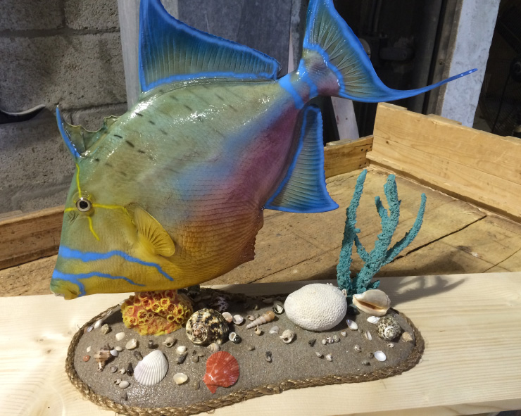 Queen Triggerfish mount trophy Custom base Queen Triggerfish mount