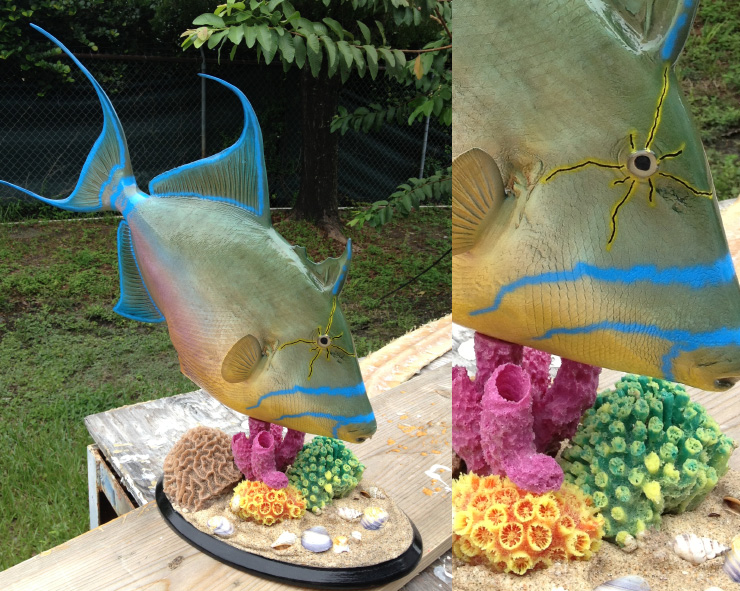 Queen Triggerfish mount trophy Custom base Queen Triggerfish mount