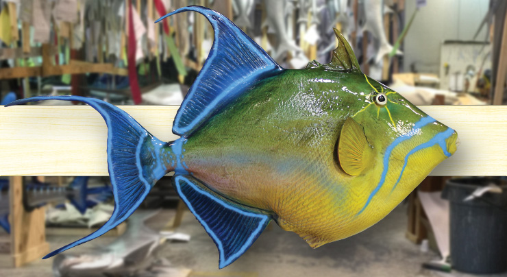 Queen Triggerfish mount trophy Queen Triggerfish mount