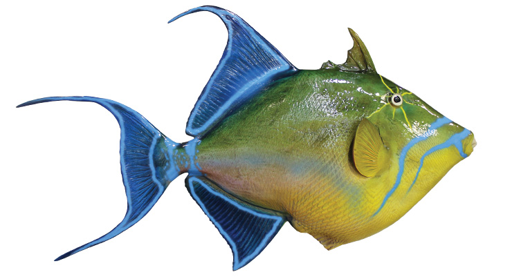Click to zoom Queen Triggerfish mount