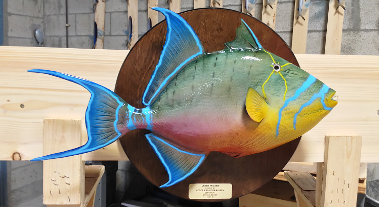 Queen Triggerfish mount trophy Queen Triggerfish mount