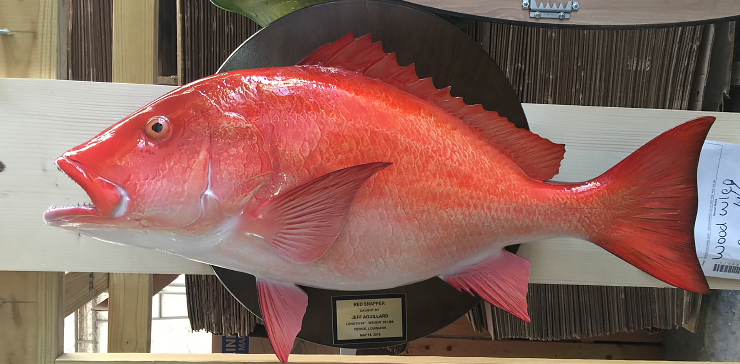 Red Snapper fishmount on a wood plaque Red Snapper on a wood plaque