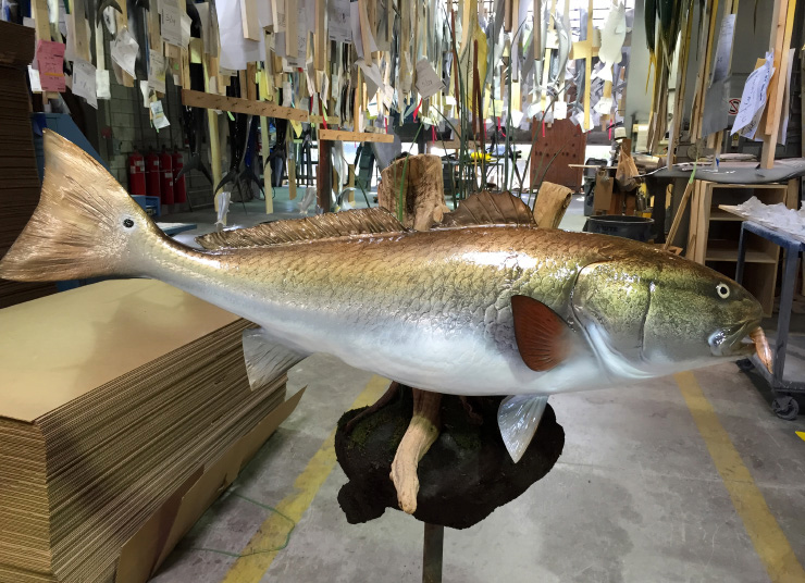 Redfish mount on mudball setting Redfish mount mudball