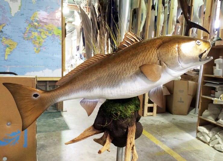 Redfish mount mudball Redfish mount mudball