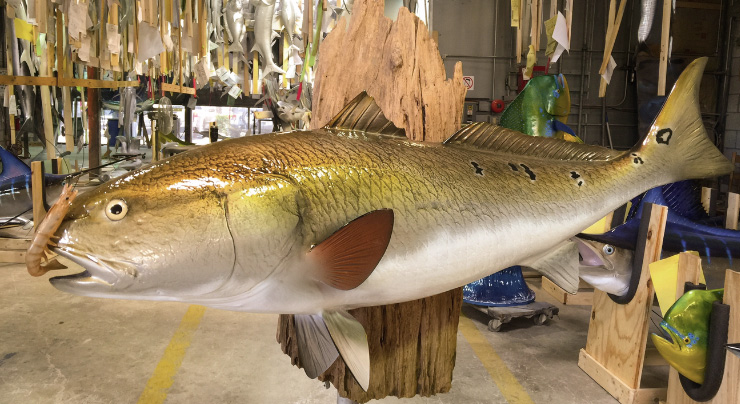 Redfish mount at Gray Taxidermy shop Redfish mount at Gray Taxidermy