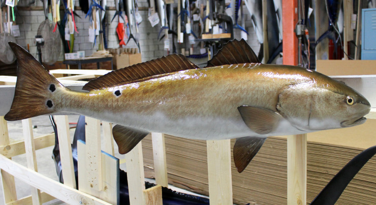 Redfish mount trophy Redfish mount