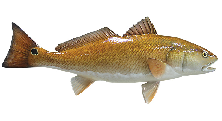 Click to zoom Redfish mount