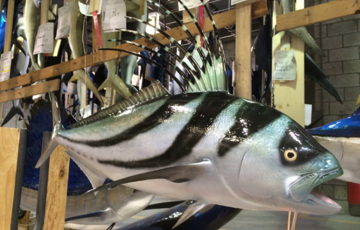 Custom Rooster fish trohoy Custom Rooster fish mount