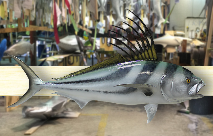 Custom Roosterfish trophy Custom Roosterfish mount