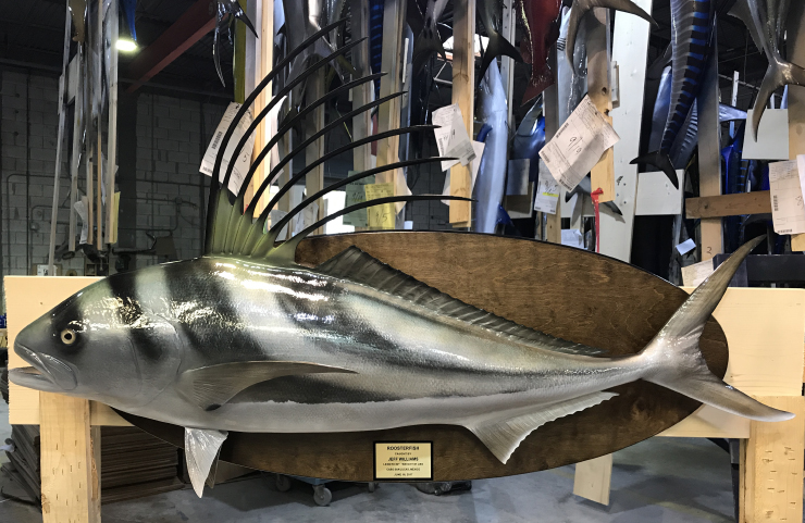 Roosterfish trophy on wood plaque Roosterfish mount on wood plaque