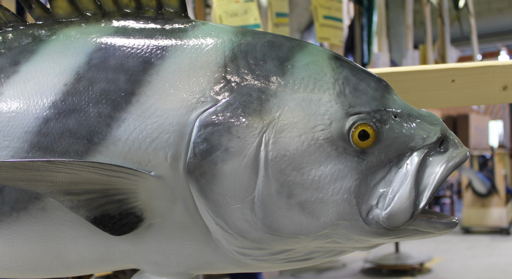 Custom Rooster fish trophy closeup Custom Rooster fish mount closeup