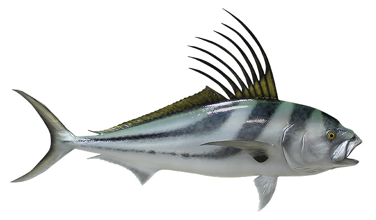 Click to zoom Roosterfish mount