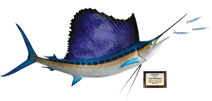 Click to zoom Sailfish and bonito action scene