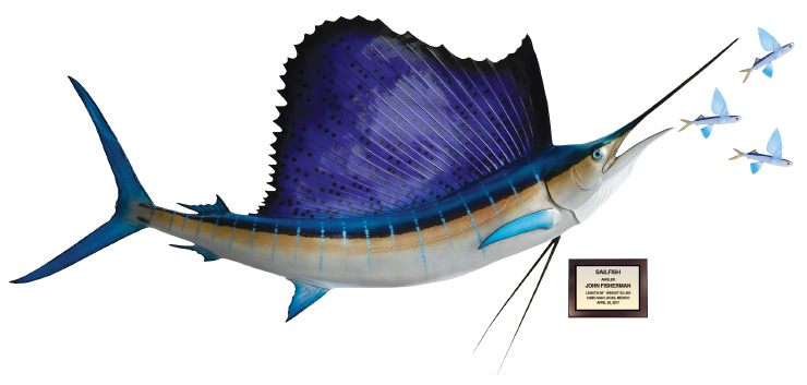 Click to zoom Sailfish and flyingfish action scene