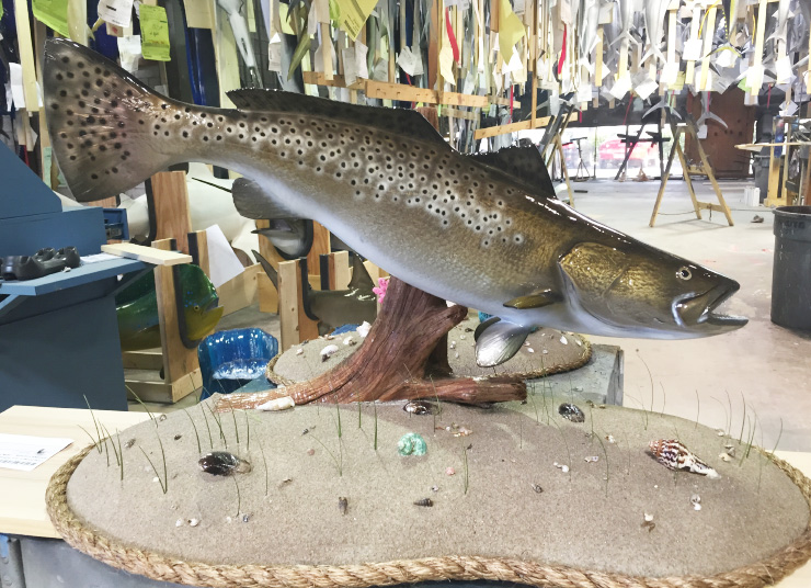 Spotted Seatrout fish trophy on custom base Spotted Seatrout fish on custom base
