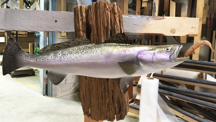 Spotted Seatrout fish trophy on custom wood panel Spotted Seatrout fish mount on custom wood panel