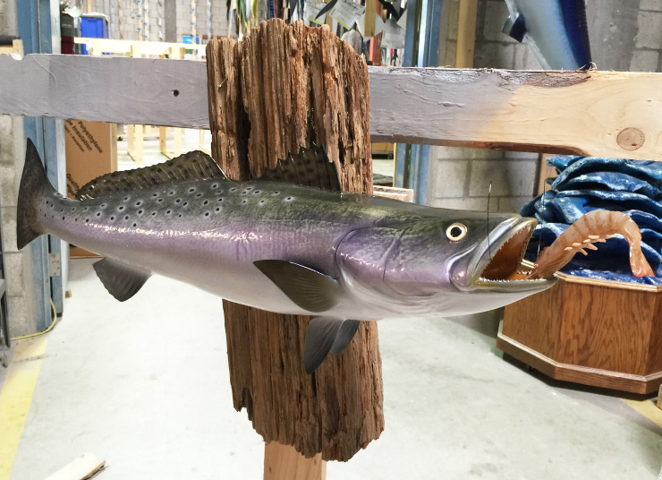 Spotted Seatrout fish trophy on custom wood panel Spotted Seatrout fish mount on custom wood panel