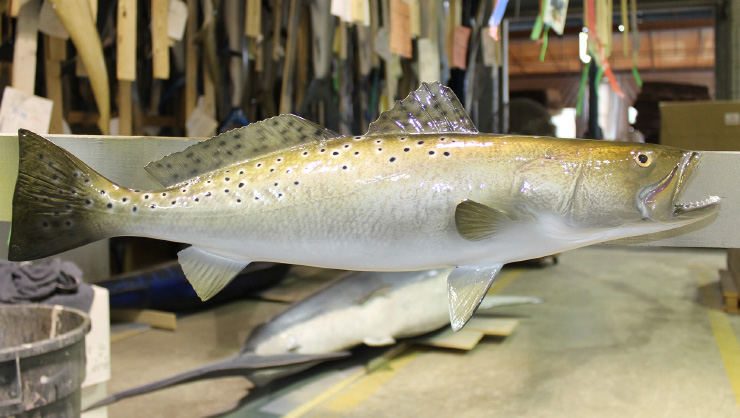 Spotted Seatrout fish trophy on wood plaque Spotted Seatrout fish mount on wood plaque