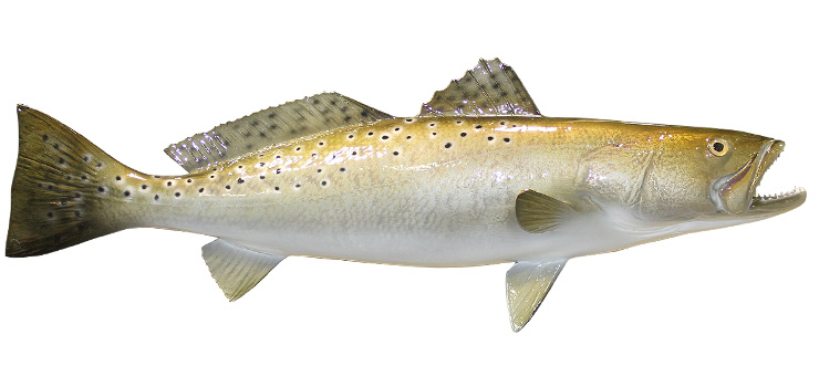 Click to zoom Spotted Seatrout fish mount