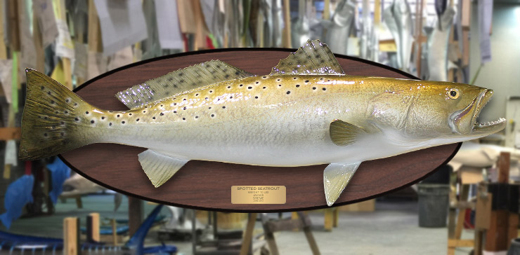 Spotted Seatrout fish trophy on wood plaque Spotted Seatrout fish mount on wood plaque