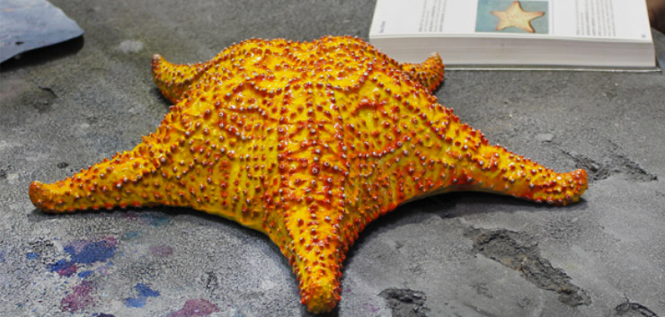 Starfish Starfish