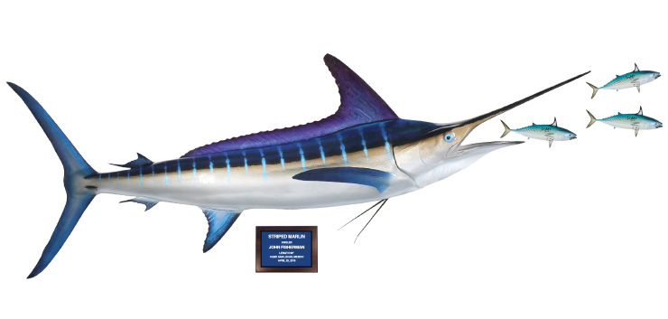 Click to zoom Striped Marlin and bonito action scene