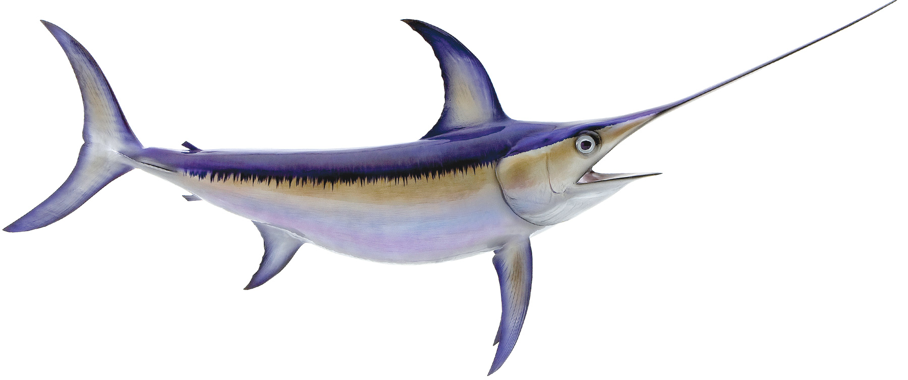 Click to zoom Swordfish mount