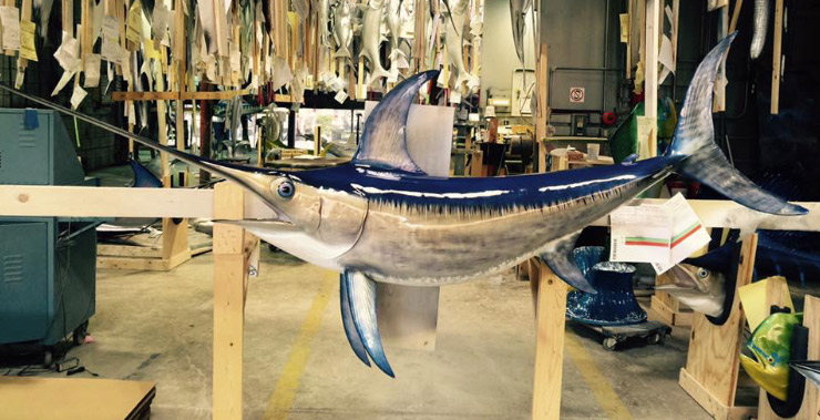 Swordfish mounted fish at Gray Taxidermy Swordfish mount at Gray Taxidermy