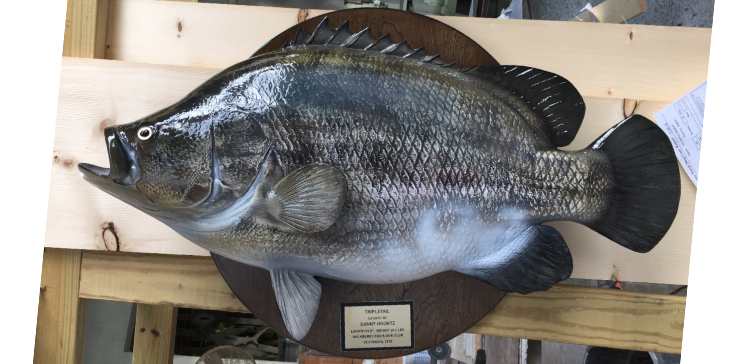 Tripple Tail fishmount TrippleTail on wood plaque