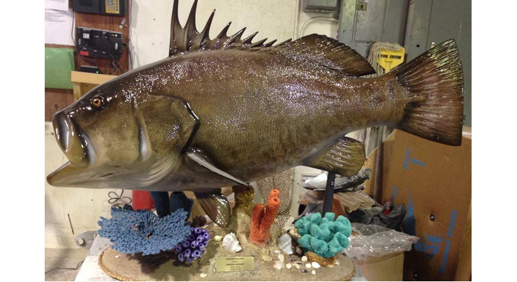 Warsaw Grouper replica on a custom base Warsaw Grouper fishmount on a custom base