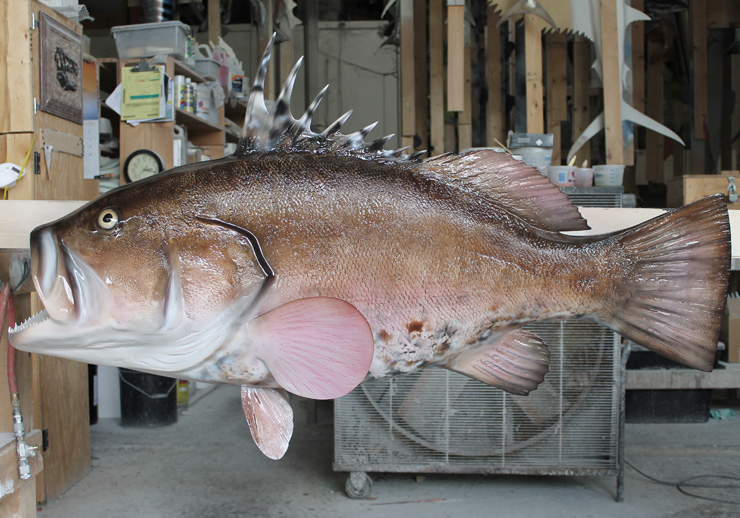 Warsaw Grouper replica at Gray Taxidermy Warsaw Grouper mount at Gray Taxidermy