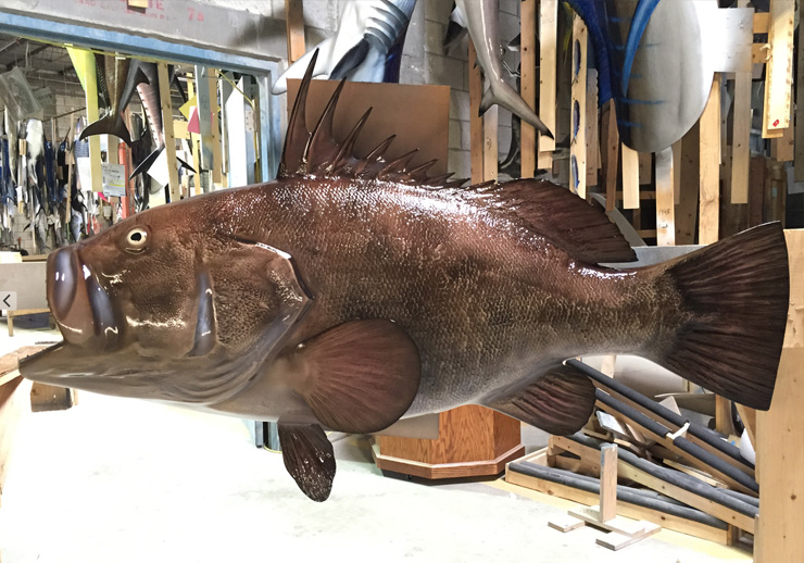 Warsaw Grouper replica at Gray Taxidermy Warsaw Grouper mount at Gray Taxidermy