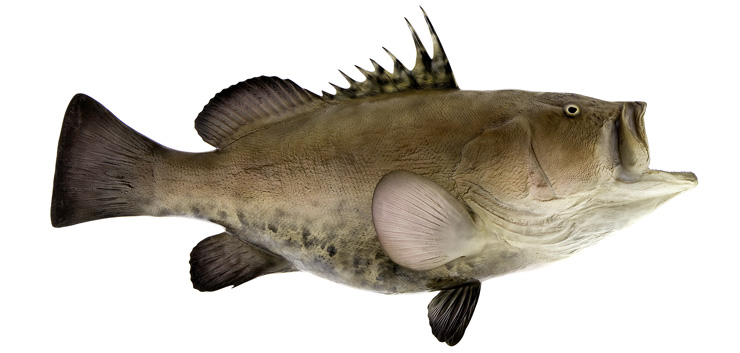 Click to zoom Warsaw Grouper Fishmount