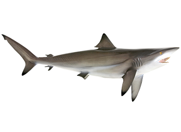 Blacktip Shark Replica Blacktip Shark mount