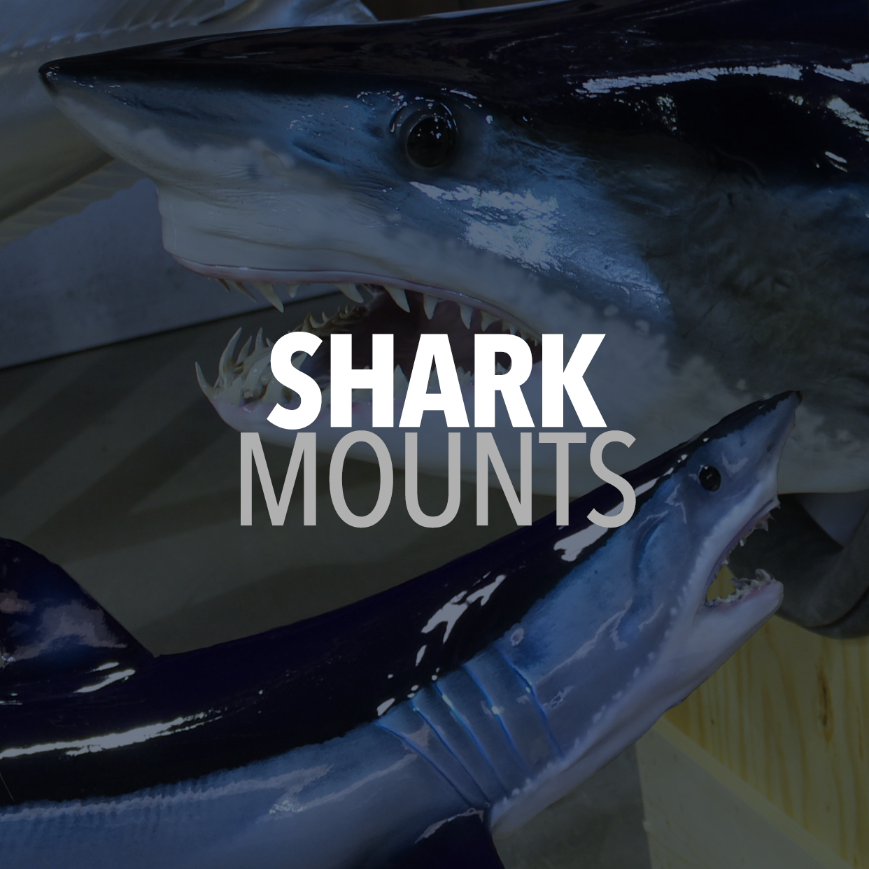Shark mounts from Gray Taxidermy Shark Mounts graphic